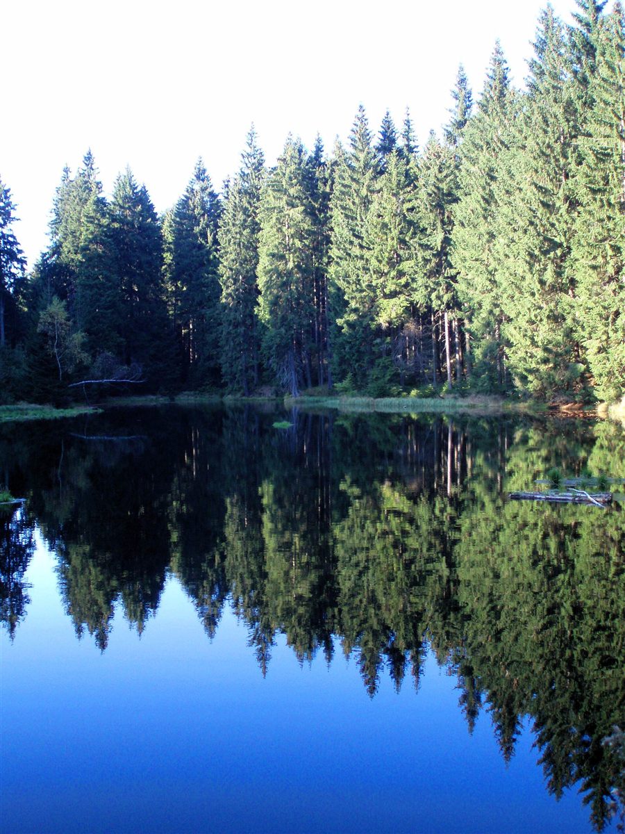 Waldsee in der Umgebung im Sonnenschein